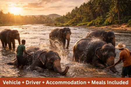 Elephants bathing in river in Sri Lanka with caretakers during sunset