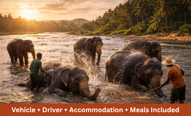 Elephants bathing in river in Sri Lanka with caretakers during sunset