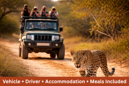 Sri Lankan leopard walking on safari track in Yala National Park Sri Lanka
